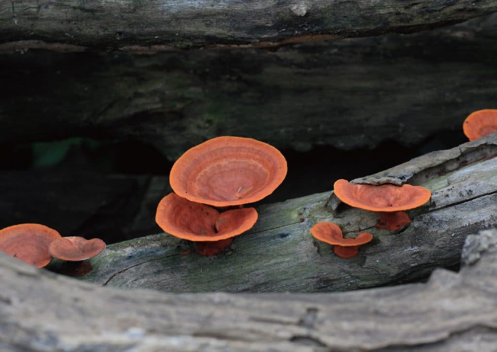 靈芝保健食品推薦排行榜TOP10【2025年最新版】