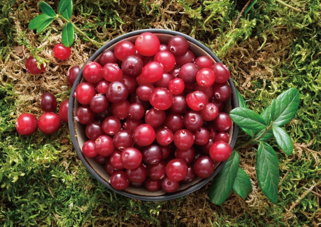 蔓越莓益生菌推薦排行榜TOP10【2025年最新版】